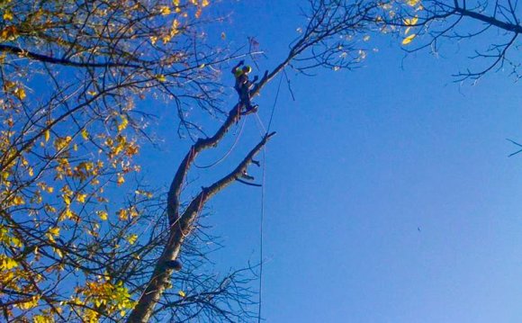 Arborist in Portland