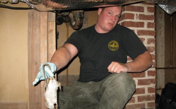 Dead Rat removed from