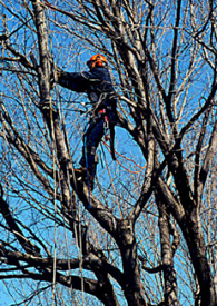 arborist using climbing ropes