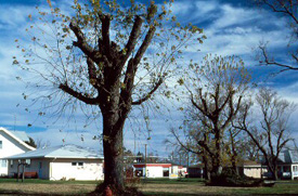 picture of a topped tree