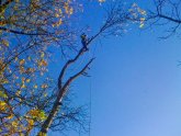 Arborist Tree Removal Services