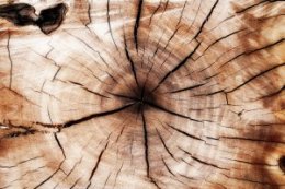 tree stump closeup