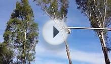 Arborist Jamul Tree Removal Services 5 Felling Big