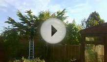 Claydon Garden & Tree Services - Small Lylandii removal
